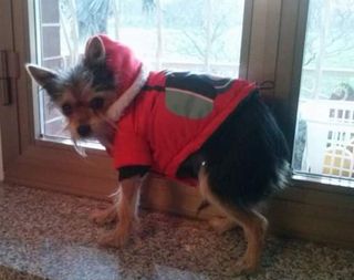 Cappottino cani
