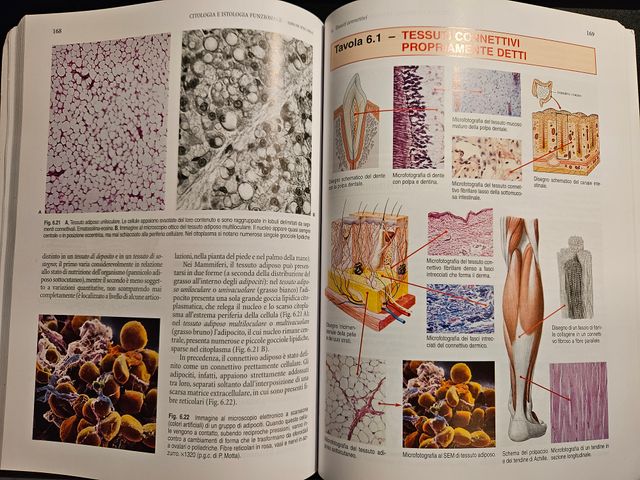 Libro Citologia e istologia funzionale