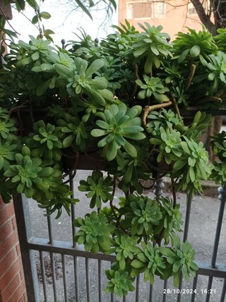 Varie talee e polloni