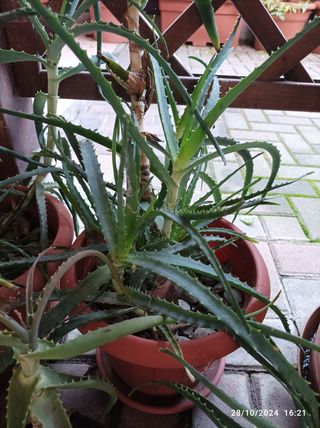 Varie talee e polloni