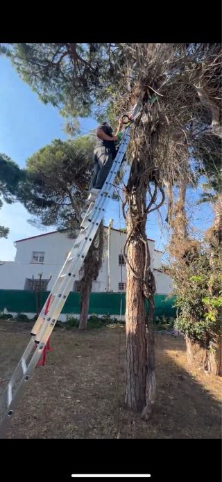 Alquilo escalera de 8,20 metros
