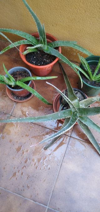 Plantas de Aloe Vera