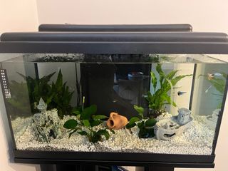 Acuario 60L