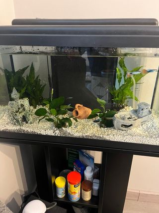 Acuario 60L