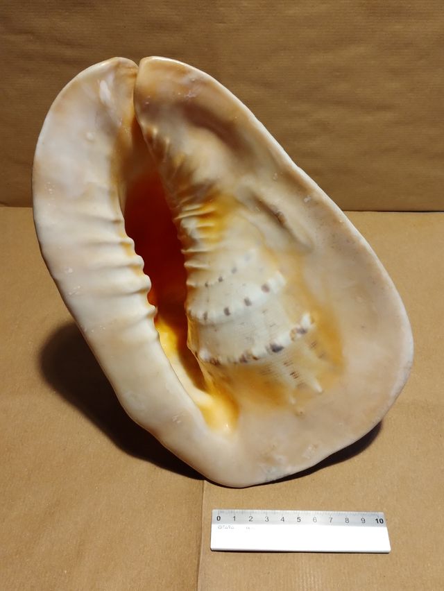 Conchiglia gigante oceanica vintage