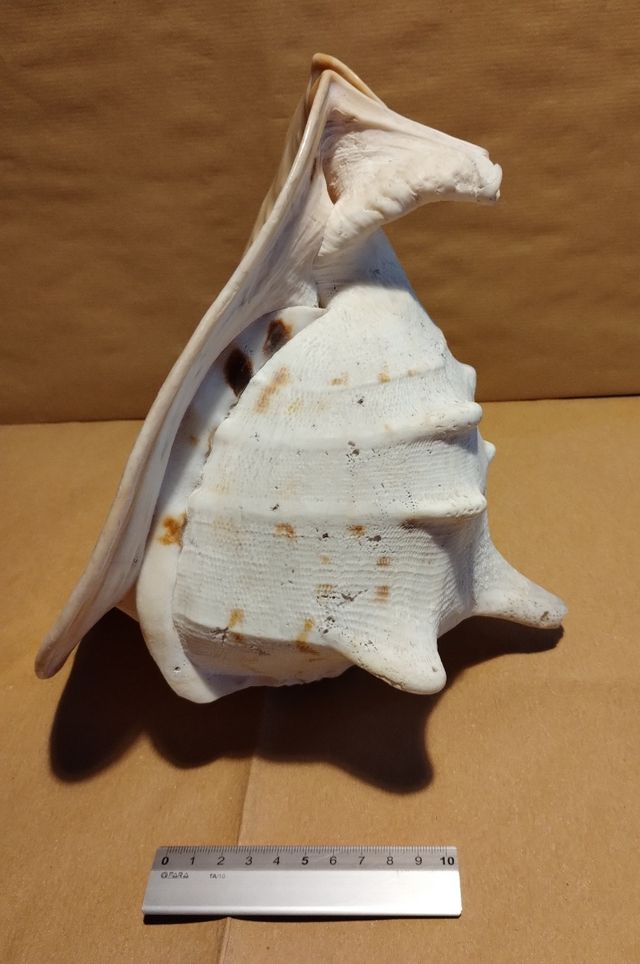 Conchiglia gigante oceanica vintage