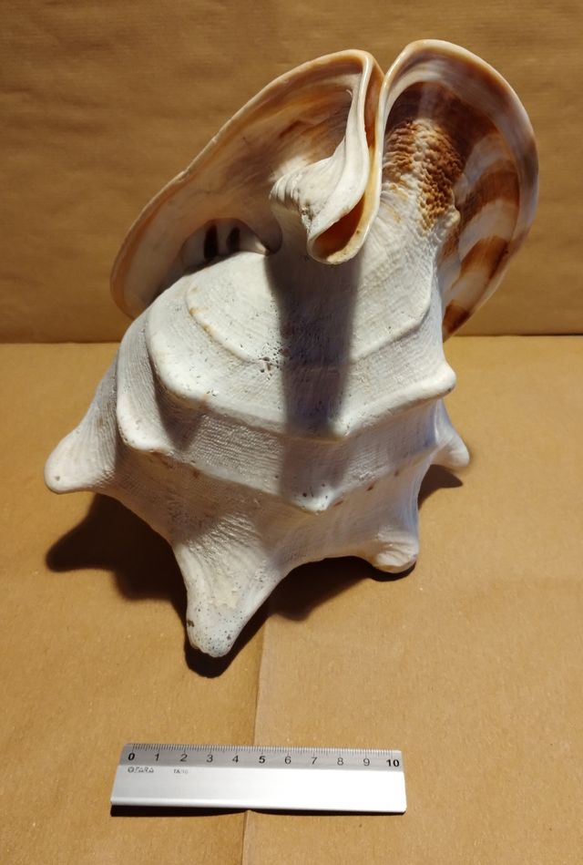 Conchiglia gigante oceanica vintage