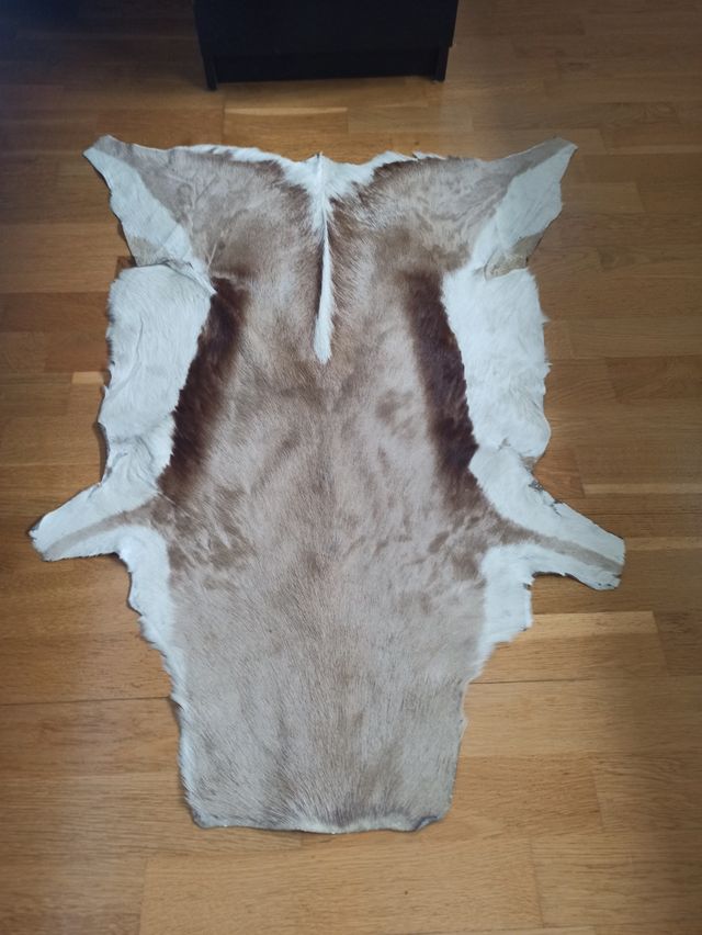 Piel antilope africano 2