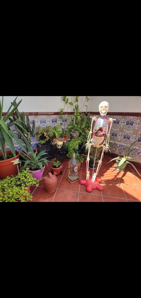 Esqueleto National Geographic