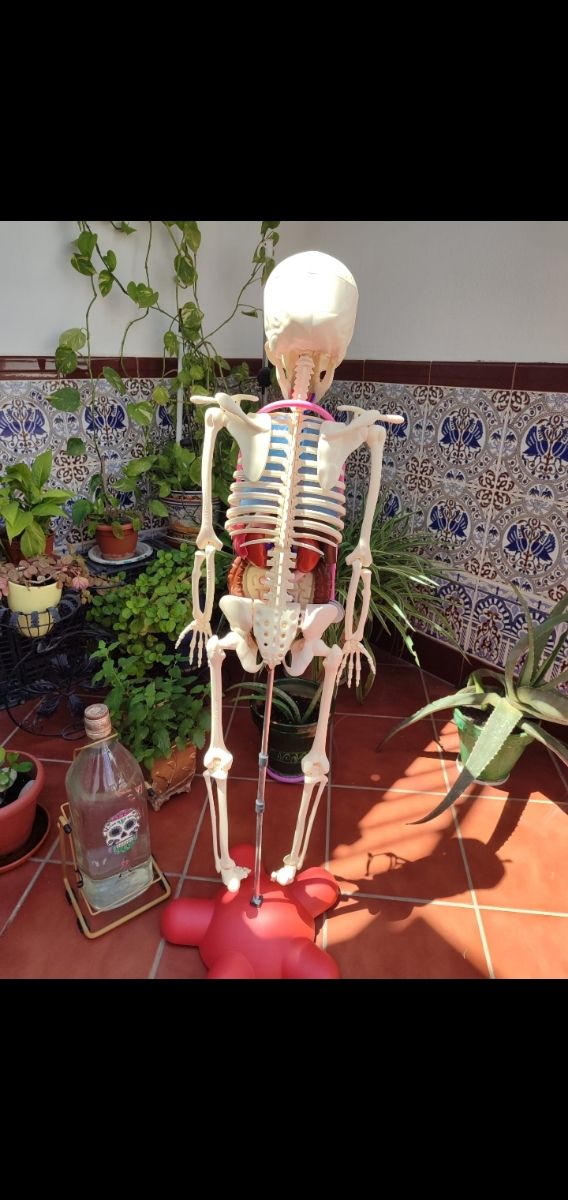 Esqueleto National Geographic