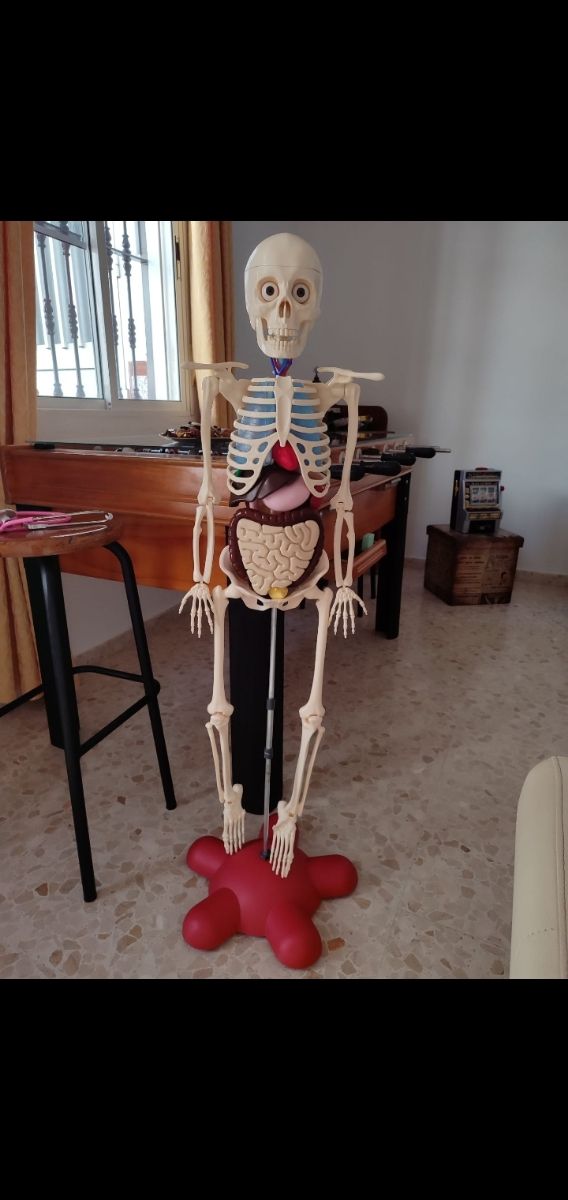 Esqueleto National Geographic