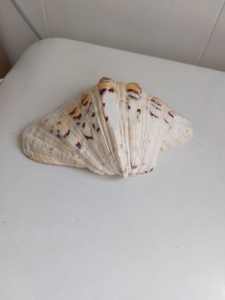 CONCHA GRANDE NATURAL DECORATIVA