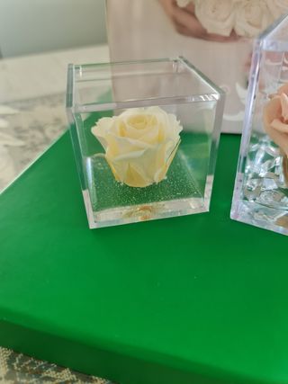 Coppia Rose stabilizzate