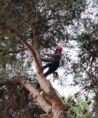 Jardínero/Podador