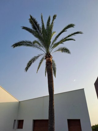 Jardínero/Podador