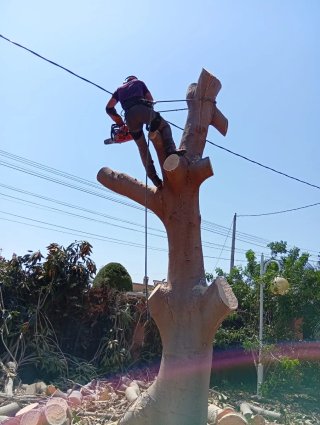 Jardínero/Podador