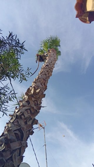 Jardínero/Podador