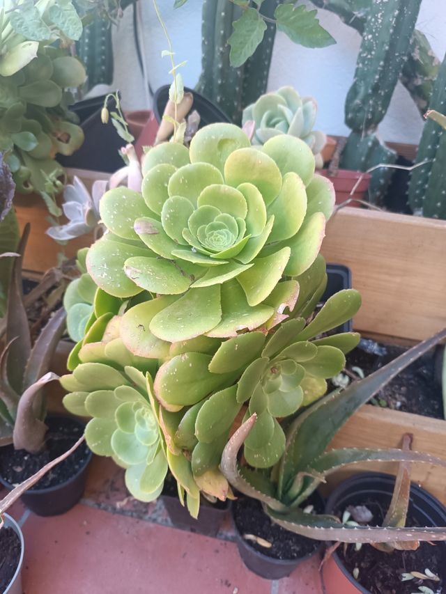 Suculenta grande Aeonio Arborium