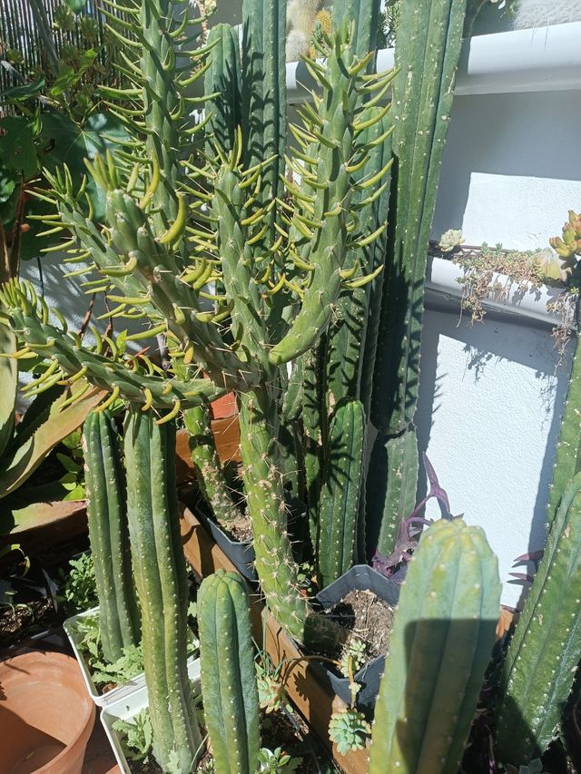 Cactus Espina de Eva