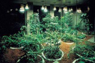 🍀LAMPARA COLGANTE VINTAGE CULTIVO/TERRARIO 🍀