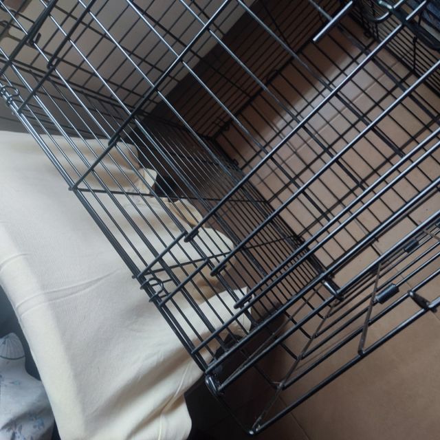 Parque para mascotas 