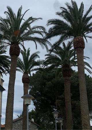 JARDINERO