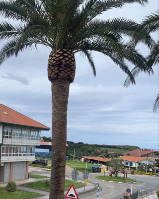 JARDINERO