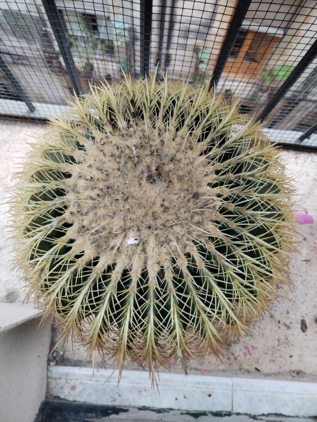 Cactus de bola