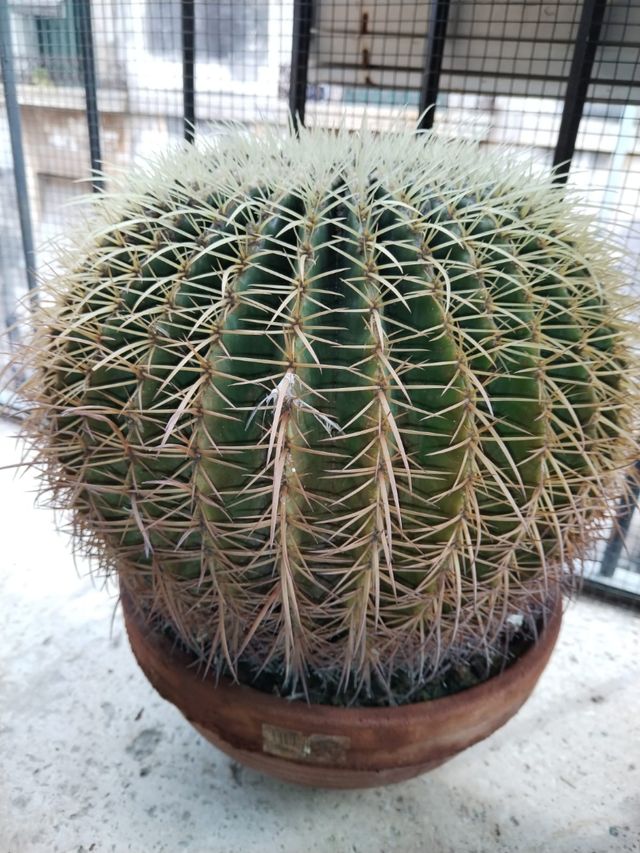 Cactus de bola