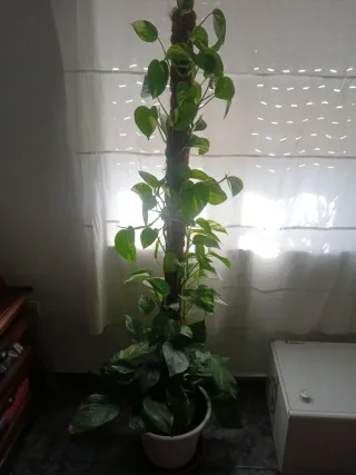 Planta natural potho