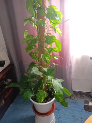 Planta natural potho