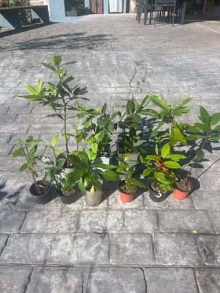 Plantas de Laurel