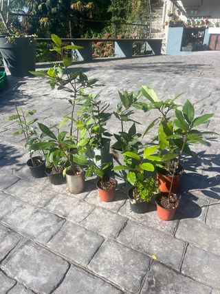 Plantas de Laurel