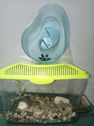 Acuario y pecera