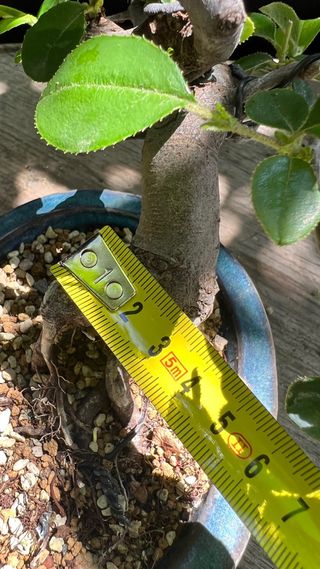 BONSAI PSEUDOCIDONIA SINENSIS MAME / SHOHIN