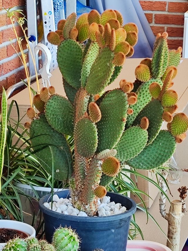 Opuntia