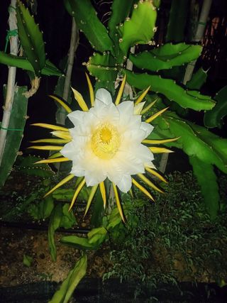 Esquejes de pitaya, pitahaya