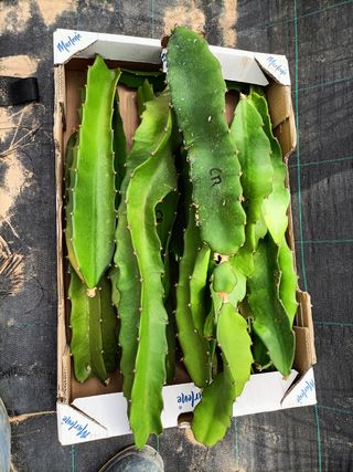 Esquejes de pitaya, pitahaya