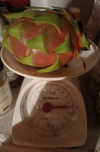 Esquejes de pitaya, pitahaya