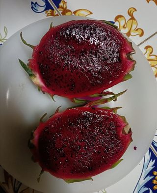 Esquejes de pitaya, pitahaya