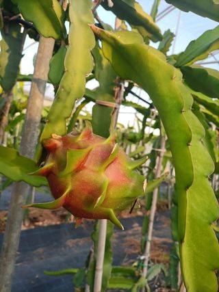 Esquejes de pitaya, pitahaya