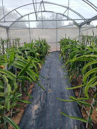 Esquejes de pitaya, pitahaya