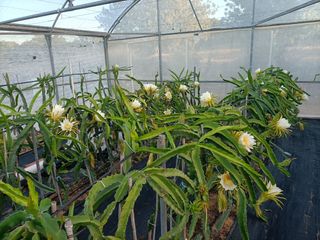 Esquejes de pitaya, pitahaya