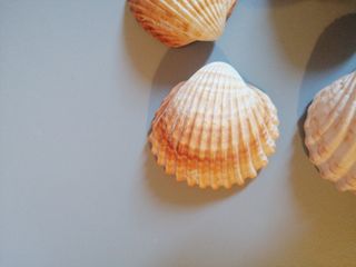 Conchiglie 🐚 7 
