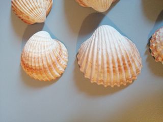 Conchiglie 🐚 7 