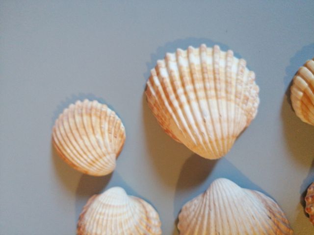 Conchiglie 🐚 7 