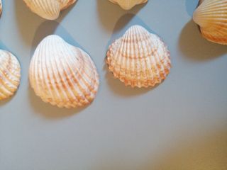 Conchiglie 🐚 7 