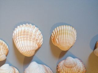 Conchiglie 🐚 7 