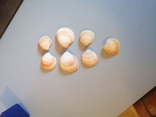Conchiglie 🐚 7 