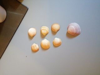 Conchiglie 🐚 7 